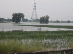 क्रॉप कटिंग नहीं होने का बहाना पड़ा महंगा, बीमा कंपनी किसान को देगी 88,788 रुपये