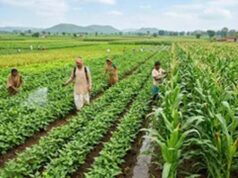 एलोवेरा-अश्वगंधा की खेती पर मिलेगा ₹36 हजार प्रति हेक्टेयर अनुदान