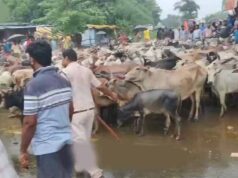 किसानों के मवेशी लेकर पहुंचते ही घबराए अधिकारी, मौके पर समाधान