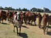 गोशालाओं में होंगे मांगलिक कार्यक्रम, गो-पर्यटन से गांवों को मिलेगा नया रोजगार
