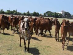 गोशालाओं में होंगे मांगलिक कार्यक्रम, गो-पर्यटन से गांवों को मिलेगा नया रोजगार