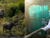 MP News: कान्हा के सूपखार में जंगली भैंसों की वापसी, काजीरंगा से लाए गए 8 भैंस; 3 साल में 50 बसाने का लक्ष्य