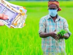 गेहूं, चना, मसूर और सरसों की खेती करने वालों के लिए खुशखबरी, अनुदान पर मिलेंगे उन्नत बीज
