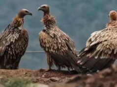 गिद्धों के संरक्षण की बड़ी पहल, बिहार के वाल्मीकि टाइगर रिजर्व में खुलेगा नया केंद्र