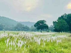 कोर एवं बफर के सभी पर्यटन जोन सामान्य रूप से संचालित, किसी भी गेट को बंद नहीं किया गया