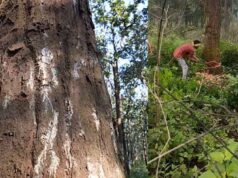 600 मजदूर रोज काट रहे 565 पेड़, फिर भी डिंडौरी में कटाई की रफ्तार धीमी