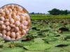 Bihar Makhana: अमेरिका से ऑस्ट्रेलिया तक पहुंचा मिथिला मखाना, 5 साल में उत्पादन दोगुना करने की तैयारी