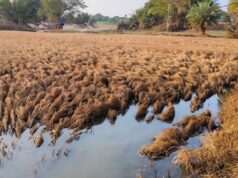 बाढ़ से फसल बर्बाद, मुआवजे पर किसानों का गुस्सा फूटा; सर्वे टीम को वापस भेजा