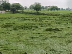 बस्तर में मौसम की मार का खतरा, खेतों में पड़ी फसल बचाने में जुटे किसान