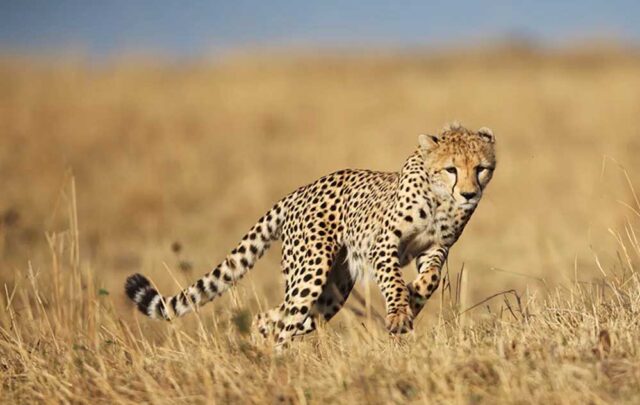 cheetah_safar_4A_121_3.jpg